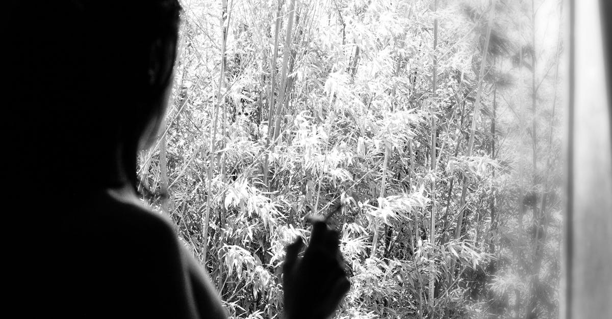 The Impact of Window Tinting on Property Value